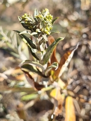 Spinoliva ilicifolia
