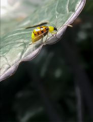 Diabrotica limitata