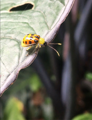 Diabrotica limitata
