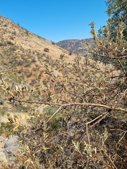 Spinoliva ilicifolia