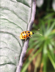 Diabrotica limitata