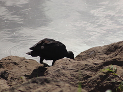 Coragyps atratus