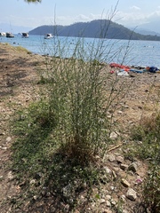 Lepidium graminifolium