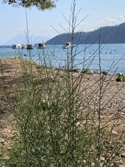 Lepidium graminifolium