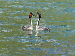 Podiceps cristatus australis