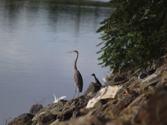 Ardea herodias image