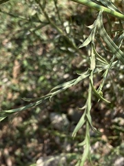 Lepidium graminifolium