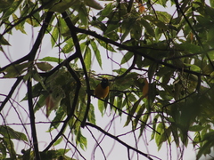Euphonia