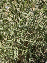 Lepidium graminifolium