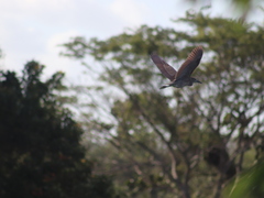 Nycticorax nycticorax
