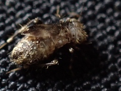 Lepidopsocidae