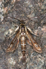 Pyropteron maroccana