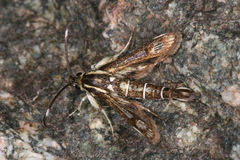 Pyropteron maroccana