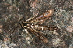 Pyropteron maroccana
