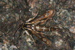 Pyropteron maroccana