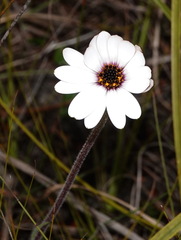 Dimorphotheca nudicaulis