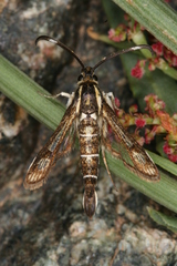 Pyropteron maroccana