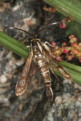 Pyropteron maroccana