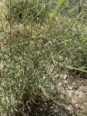 Lepidium graminifolium