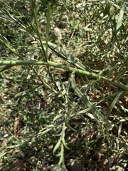 Lepidium graminifolium