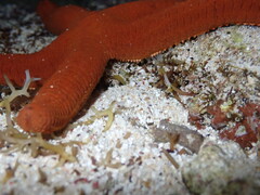 Ophidiaster confertus