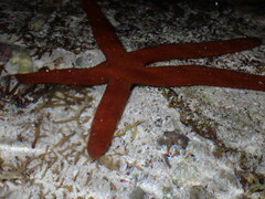 Ophidiaster confertus