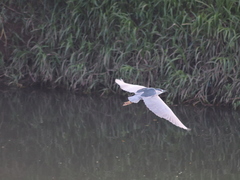 Nycticorax nycticorax
