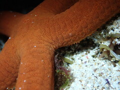 Ophidiaster confertus