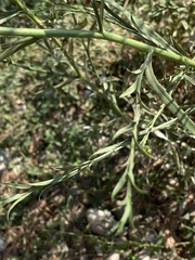 Lepidium graminifolium