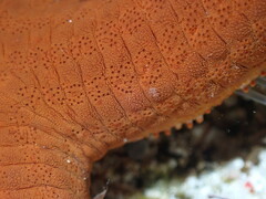 Ophidiaster confertus