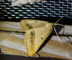 Isturgia arenacearia