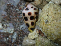 Conus ebraeus