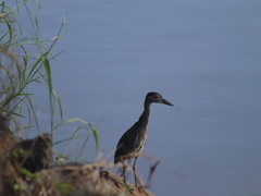 Nyctanassa violacea