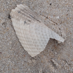 Cyrtopleura costata