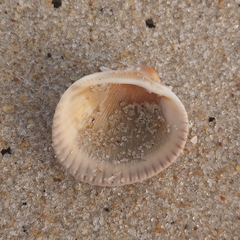 Lunarca ovalis