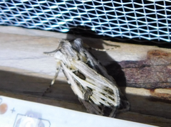 Agrotis vestigialis