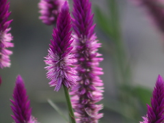 Celosia spicata