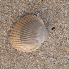 Lunarca ovalis