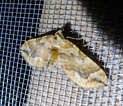 Pelurga comitata