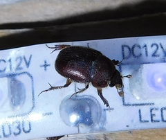 Ochodaeus chrysomeloides