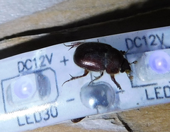 Ochodaeus chrysomeloides
