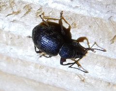 Otiorhynchus rotundus