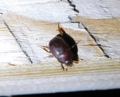 Ochodaeus chrysomeloides
