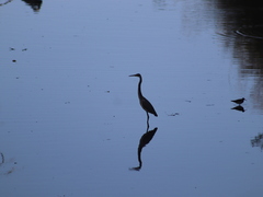 Egretta tricolor