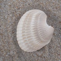 Lunarca ovalis