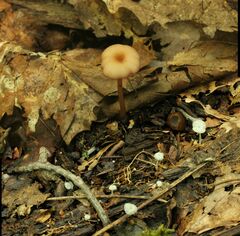 Entoloma roseum