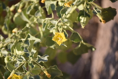 Physalis crassifolia