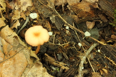 Entoloma roseum