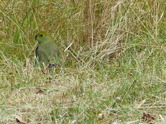 Neophema chrysostoma