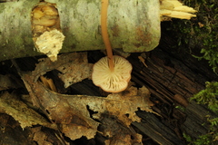 Entoloma roseum